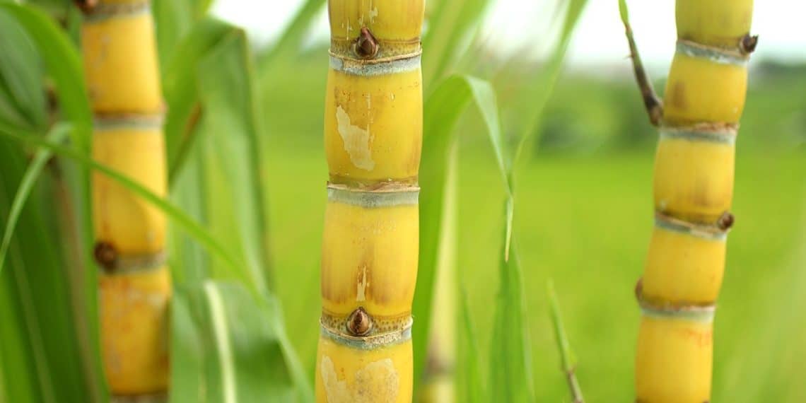 Plantio De Cana-De-Açúcar: Saiba Como Aumentar O Rendimento