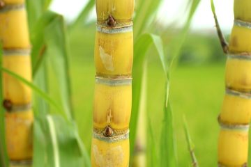 Plantio De Cana-De-Açúcar: Saiba Como Aumentar O Rendimento