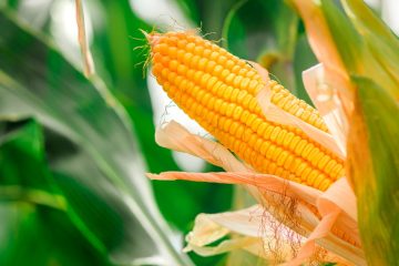 Ciclo Da Soja E Clima Na Safrinha Do Milho: Saiba Repercussões No Cultivo E Veja A Importância Da Adubação