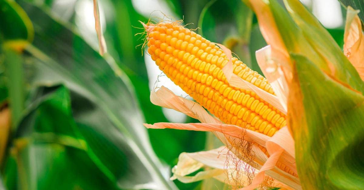 Ciclo Da Soja E Clima Na Safrinha Do Milho: Saiba Repercussões No Cultivo E Veja A Importância Da Adubação