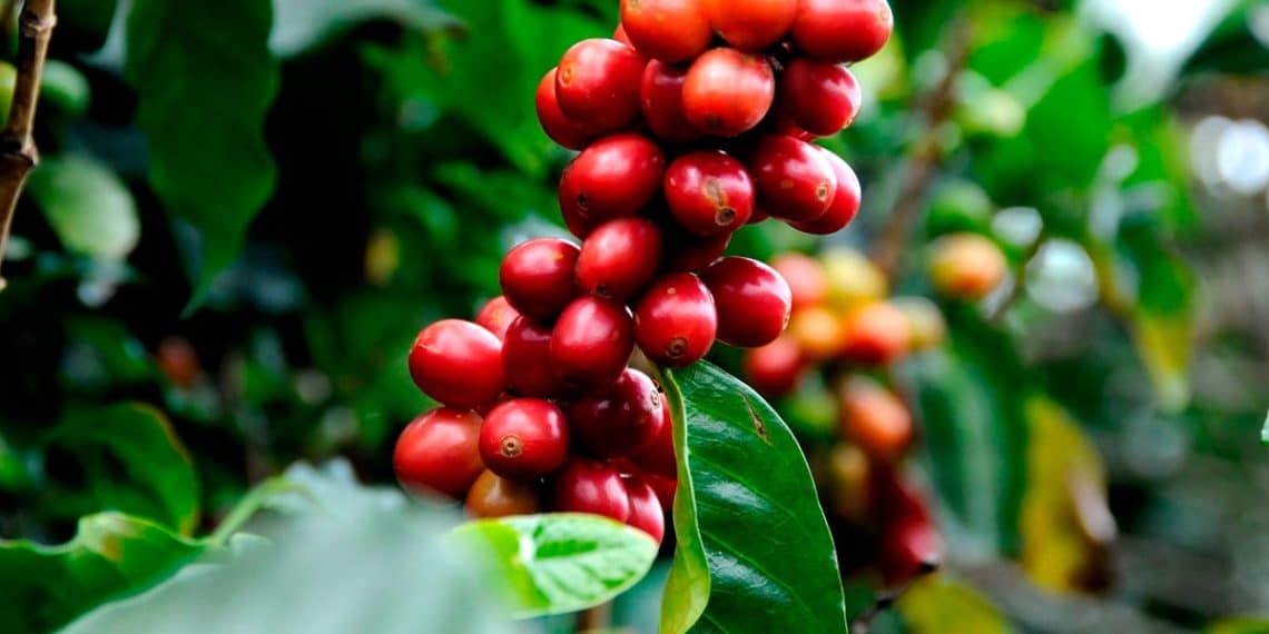 Produção De Café Em Minas Gerais Deve Superar Expectativas Iniciais, Sendo Destaque Nas Notícias Agrícolas