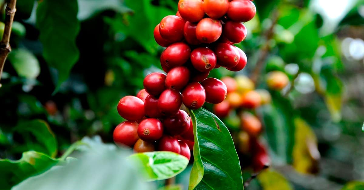 Produção De Café Em Minas Gerais Deve Superar Expectativas Iniciais, Sendo Destaque Nas Notícias Agrícolas