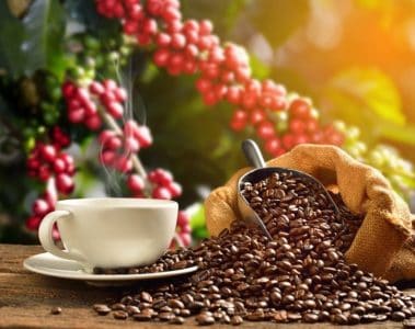 Boa Relação De Troca Do Café: Entenda Por Que Isso Favorece A Compra De Fertilizantes