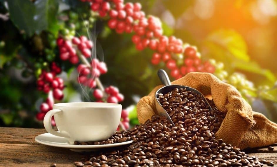 Boa Relação De Troca Do Café: Entenda Por Que Isso Favorece A Compra De Fertilizantes