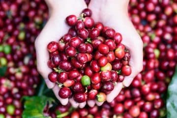 Café Especial: Mercado Pode Alcançar Us$ 152 Bi Até 2030 E O Bom Manejo É Crucial Para Esse Cultivo