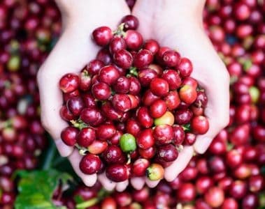 Café Especial: Mercado Pode Alcançar Us$ 152 Bi Até 2030 E O Bom Manejo É Crucial Para Esse Cultivo