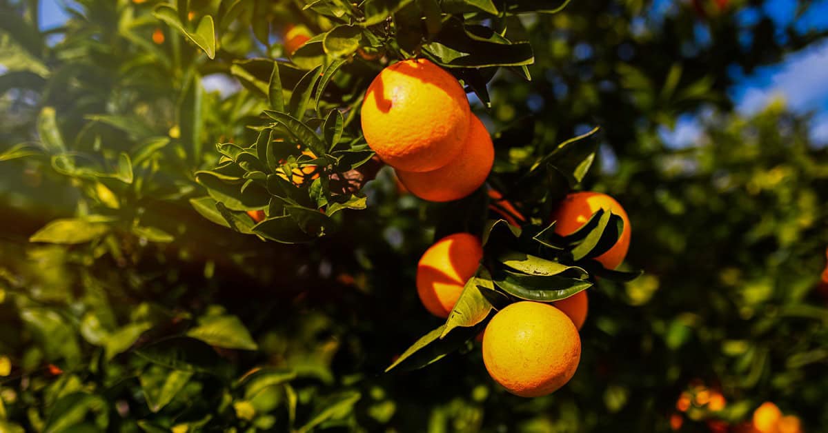 Citros: safra de laranja sofre com clima e greening, mas boa adubação e silício podem ajudar a evitar impactos