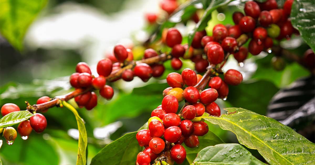 Como a boa adubação e o silício ajudam a reduzir impactos do nematoide das galhas no café?