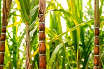 Recorde De Produtividade Na Safra De Cana-De-Açúcar: Entenda A Importância Da Boa Adubação E Do Silício Nisso