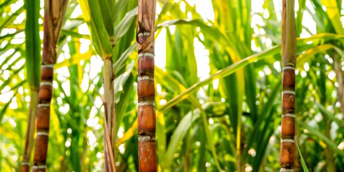 Recorde De Produtividade Na Safra De Cana-De-Açúcar: Entenda A Importância Da Boa Adubação E Do Silício Nisso