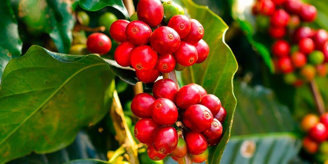 Verde Agritech Leva O Yba® Café Para A Semana Nacional Da Cafeicultura Moderna