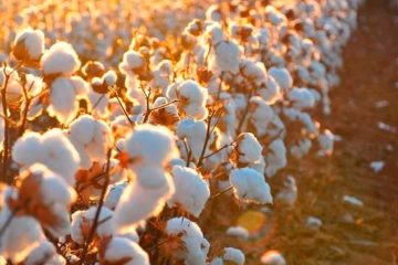 Cultivo do algodão: Brasil deve se tornar o maior exportador do mundo e boa adubação é essencial