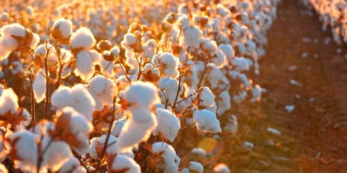 Cultivo do algodão: Brasil deve se tornar o maior exportador do mundo e boa adubação é essencial