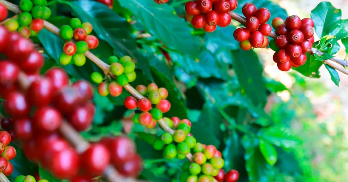 Estudo da Fundação Procafé aponta que o YBA® Café traz bons resultados de produtividade e bebida do café