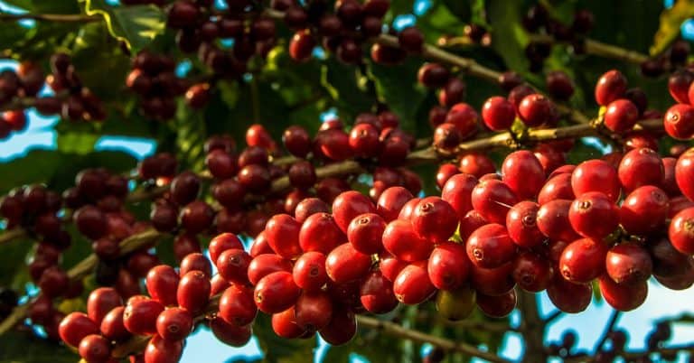 Pesquisa da Santinato & Santinato Cafés mostra que o YBA® Café trouxe produtividade e bons teores de fósforo para o solo