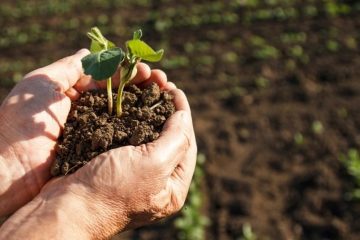 Ácido tartárico na análise de solo: como esse extrator ajuda a avaliar o uso de fertilizantes?