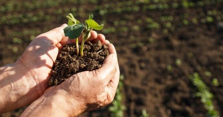 Ácido tartárico na análise de solo: como esse extrator ajuda a avaliar o uso de fertilizantes?