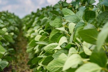 Área de plantio de soja pode crescer mais de 36 milhões de hectares: como a boa adubação contribui para isso?