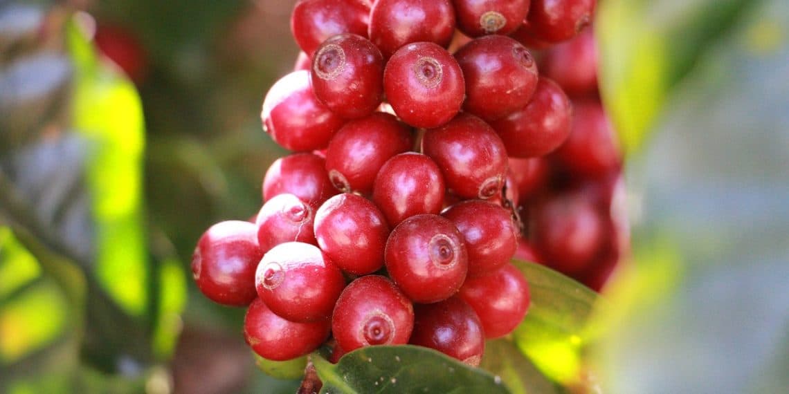 Exportações de café têm aumento expressivo e boa adubação ajuda a manter a produtividade e qualidade