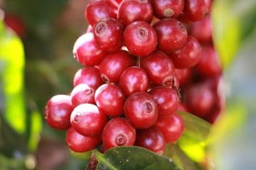 Exportações de café têm aumento expressivo e boa adubação ajuda a manter a produtividade e qualidade