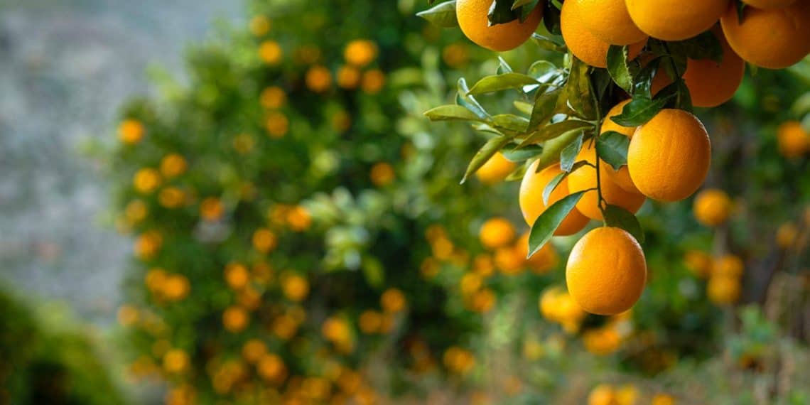 Laranja tem preço recorde, mas clima é desafio: saiba como a nutrição com silício pode auxiliar o cultivo dos citros
