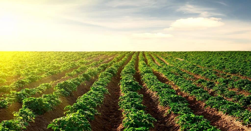 Veja os textos publicados no Blog da Verde Agritech na semana do dia 27/05 a 31/05!