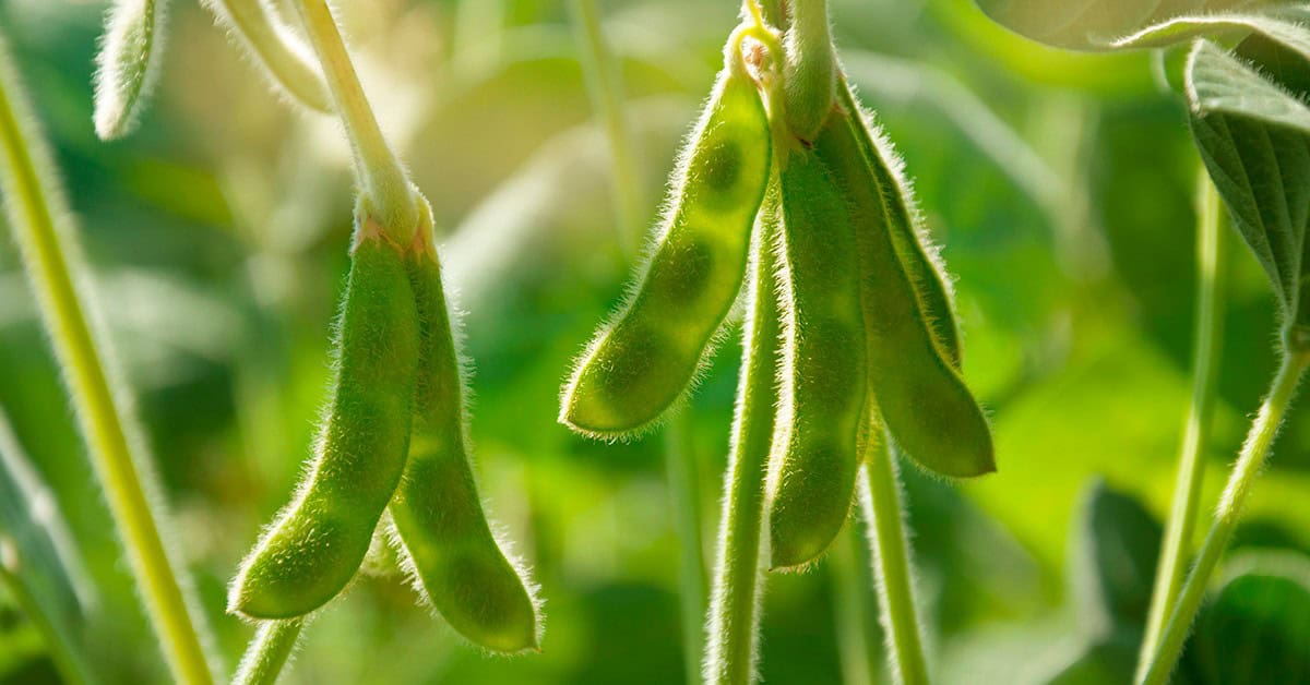 Agricultores de sucesso de Tabaporã - MT falam sobre os resultados do uso do KFORTE® e outros fertilizantes da Verde Agritech