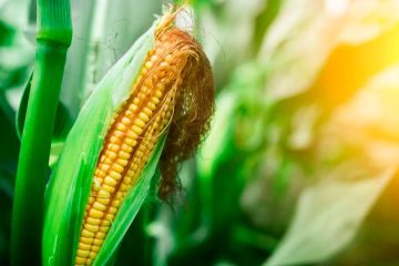 Colheita do milho no Mato Grosso do Sul já é de quase 50%, mas com impactos do clima: como a adubação minimiza riscos?