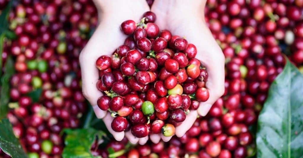 Faturamento das lavouras de café atinge R$ 66 bi: como o uso de bons fertilizantes é importante nesse contexto?