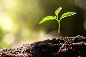 Fósforo no solo: como a tecnologia P.Enhancer da Verde Agritech ajuda a melhorar o aproveitamento desse nutriente?