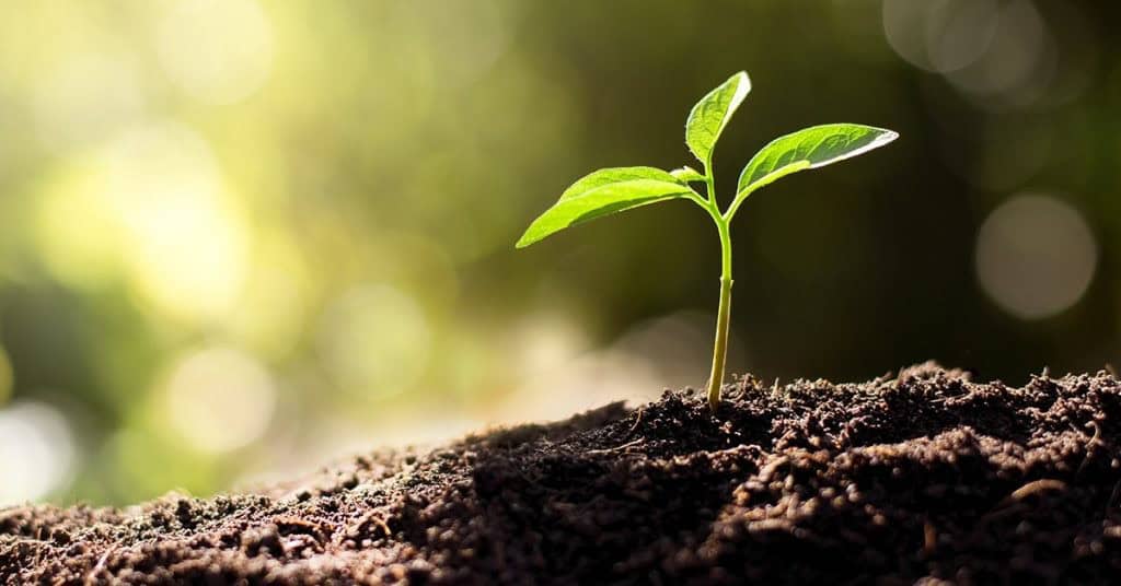 Fósforo no solo: como a tecnologia P.Enhancer da Verde Agritech ajuda a melhorar o aproveitamento desse nutriente?