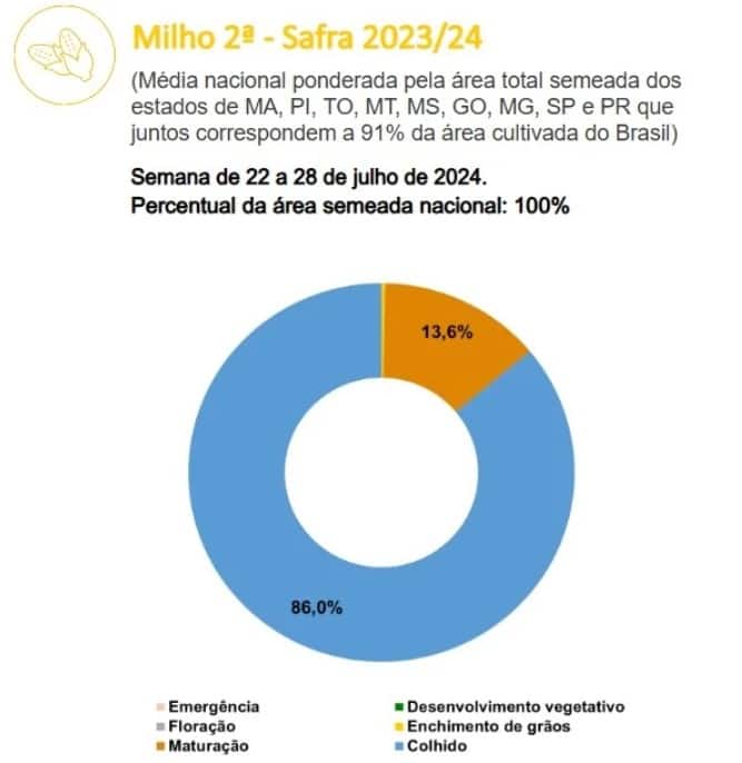 Percentual da colheita da segunda safra de milho 2023-24