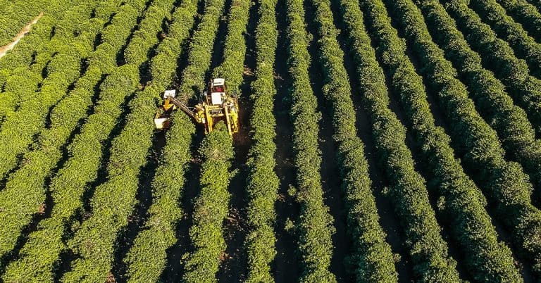 Preços do café valorizados, mas clima gera preocupação: como a boa adubação ajuda a evitar riscos?