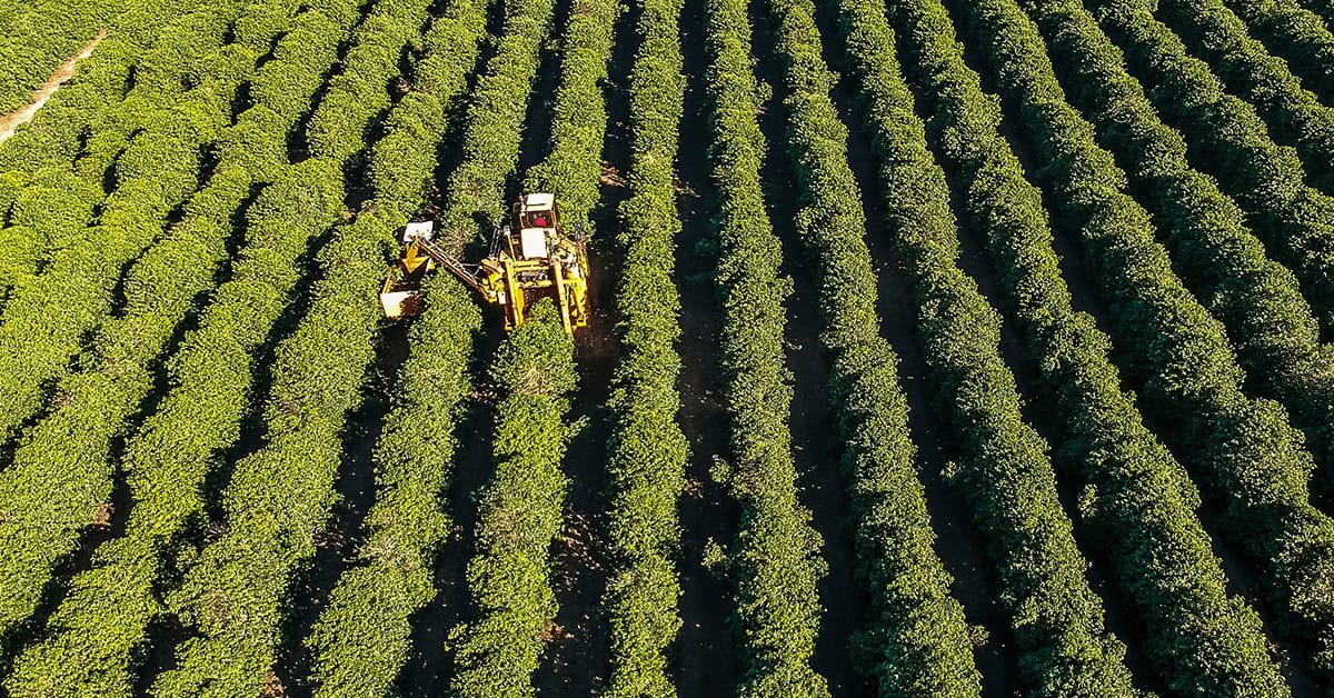 Preços do café valorizados, mas clima gera preocupação: como a boa adubação ajuda a evitar riscos?