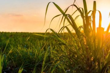 Riscos do clima para a cana-de-açúcar: como a adubação eficiente ajuda a reduzir impactos?