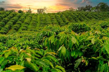 Veja os textos publicados no Blog da Verde Agritech na semana do dia 15/07 a 19/07!