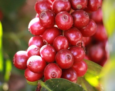 Cafeicultores brasileiros contam como estão produzindo como jamais imaginaram com fertilizantes da Verde Agritech, como o KFORTE®