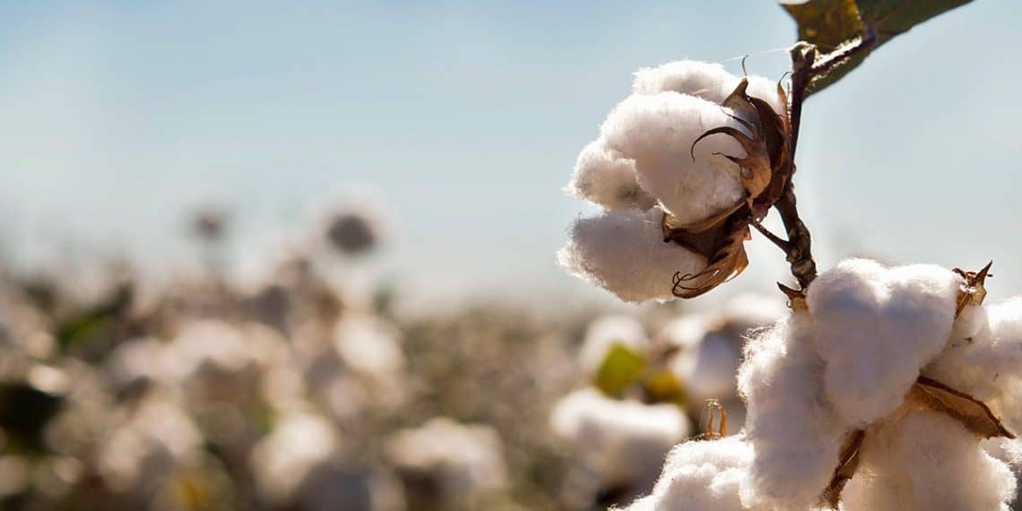 Evento no Mato Grosso discute desafios do cultivo do algodão, como a tecnologia e a inovação: entenda a relação disso com a adubação