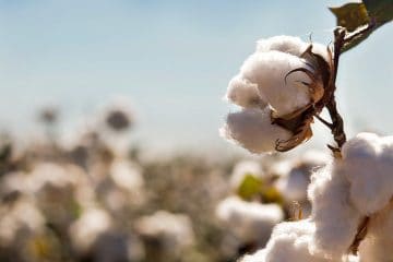 Evento no Mato Grosso discute desafios do cultivo do algodão, como a tecnologia e a inovação: entenda a relação disso com a adubação