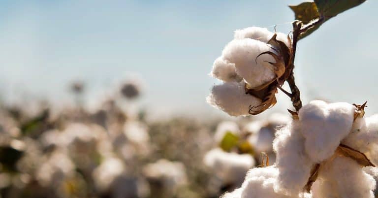 Evento no Mato Grosso discute desafios do cultivo do algodão, como a tecnologia e a inovação: entenda a relação disso com a adubação