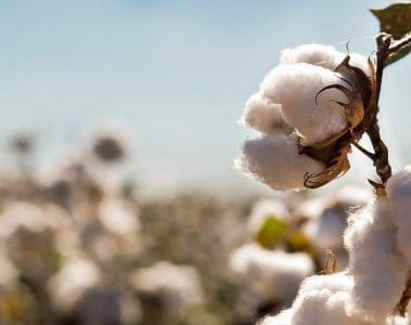 Como o cultivo do algodão no Brasil pode contribuir com a redução da pegada de carbono?