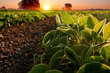 Mato Grosso mantém projeção de safra de soja, apesar do clima seco: entenda o papel da adubação para reduzir os riscos do clima