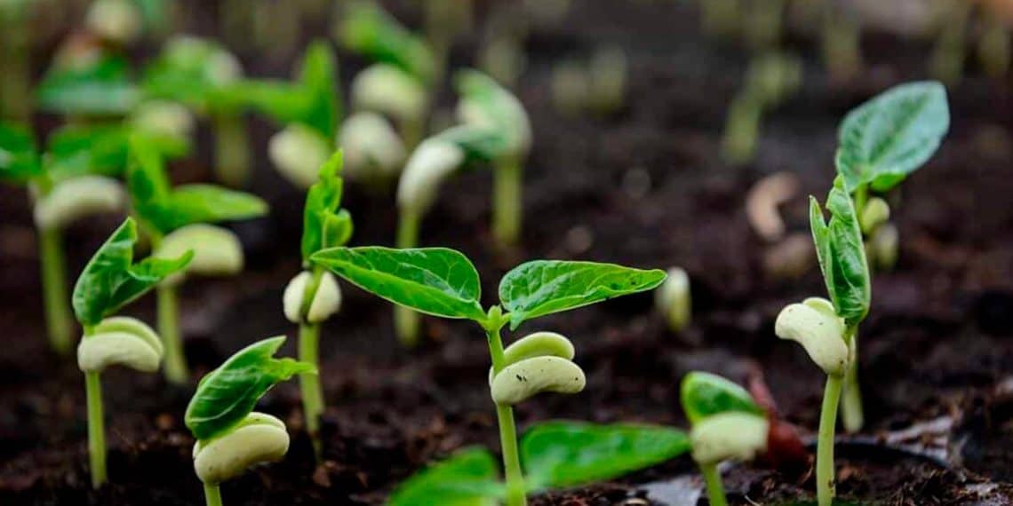 Cultivo de feijão: produção brasileira cresce 30% nos últimos anos e a tecnologia e a adubação ajudaram nisso