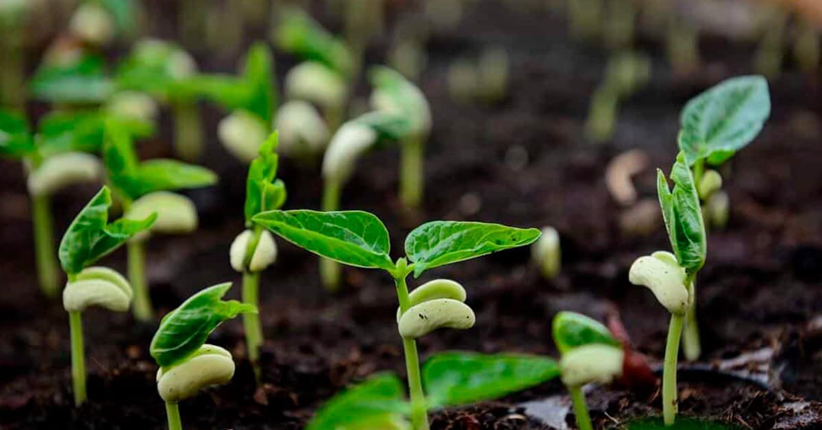 Cultivo de feijão: produção brasileira cresce 30% nos últimos anos e a tecnologia e a adubação ajudaram nisso