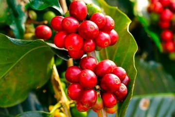 Dia Internacional do Café: como a adubação é crucial para o cultivo do café?