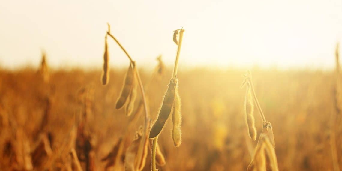 Plantio de soja e riscos do clima na agricultura: como eles se relacionam e como a adubação ajuda o agricultor?