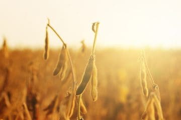 Plantio de soja e riscos do clima na agricultura: como eles se relacionam e como a adubação ajuda o agricultor?