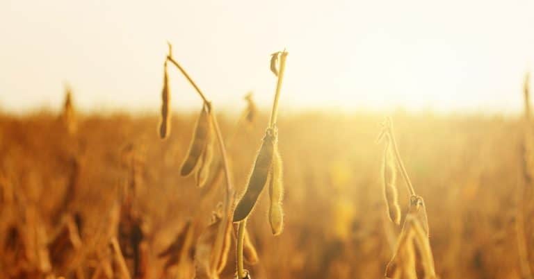 Plantio de soja e riscos do clima na agricultura: como eles se relacionam e como a adubação ajuda o agricultor?