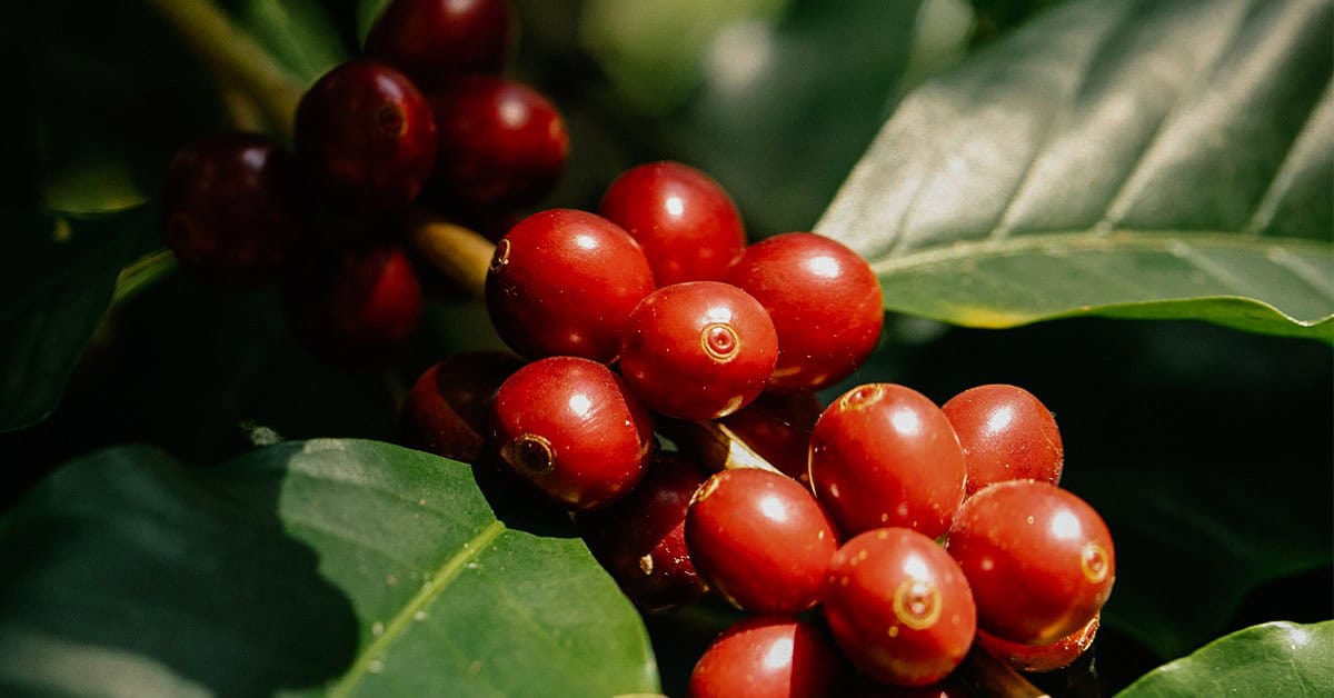 Agricultor de sucesso de Minas Gerais melhorou a produtividade do café e reduziu custos com a Verde Agritech e o KFORTE®