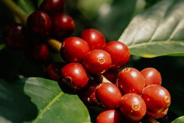 Agricultor de sucesso de Minas Gerais melhorou a produtividade do café e reduziu custos com a Verde Agritech e o KFORTE®